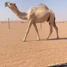 للبيع جذع كفو