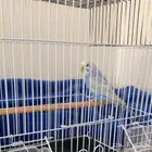 طائر البادجي مع قفصه وأكله
