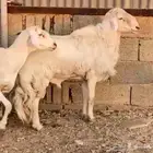 تم البيع خروف حري سديس مشروط النسف