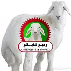 رميح للذبايح .. ذبايح هرفي حري فاخر ..ذبيحتك تاصلك لبيتك