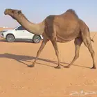 لقحه ملاقي