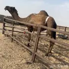 خفوت صفرا