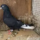 حمام قطيفي جوز