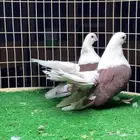 حمام جاوا