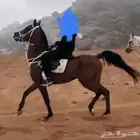 حصن