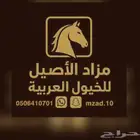 السلام عليكم مزاد بيع خيول