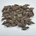 عود تايقر