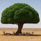 مطلوب غزلان