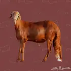 مرابي وريف للحوم الطازجه