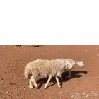 فحل حري شرط القريع