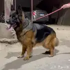 من اقوى الاناثي المستورده في سعوديه منتجه شرط