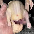 زغاليل فرنسي