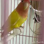 طير روز ذكر