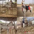 حصان شعبي