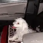 كلب جيرافون ماليزي نادر