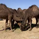 قعود حمر ادهم صنف خواته الي فالصوره