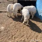 طليان للبيع