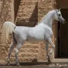 عندي 4 امهار واهو للبيع والبيع عجل