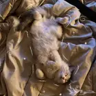 قطة للتبني