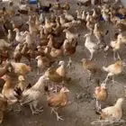 دجاج