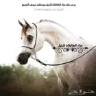 مزاد النياف لتسويق الخيل