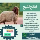 ذبائح للبيع طيبة
