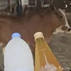 سمن بلدي اصلي مع الحقنه والخلاصة شغل نظيف وطعم