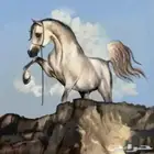 عرض ايواء خيل بسعر منافس