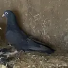 حمام قطايف