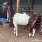 عنز هولنديه راس صعب