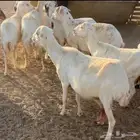 غنم للبيع