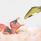 ملعقة غر لتغذية الفروخ