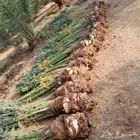 نخل للبيع وتركيب الشبوك القصيم