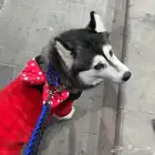 كلب هاسكي (Alaskan Klee Kai)