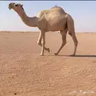 للبيع قعود كفو