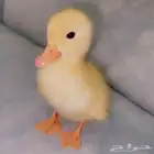 بط صوص عمر اسبوع وفيه عشرة ايام للبيع