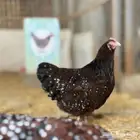 صيصان سوسكس الانجليزي