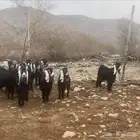 معزا عوارض خلفات