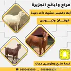 ذبايح مع خدمة الذبح والتوصيل