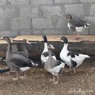 وز بلدي منتج