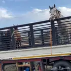 نقل خيول دينه