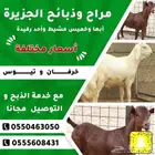 ذبايح مع خدمة الذبح والتوصيل