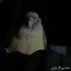 كنيور تركواز سينامن