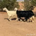 نجد رخال صنف جذعات