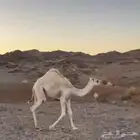 قعود للبيع العمر 5 شهور الموقع الفلقه