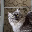ذكر للبيع 450