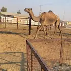 للبيع ضروبه بكر زرقا