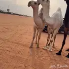 قعودمفرود اشقح