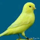 مطلوب ذكر كناري تغريد