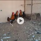 ديوك أفرق ترثه قديمه